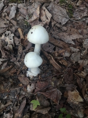 Amanita virosa