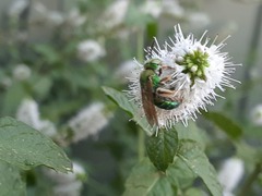 Agapostemon
