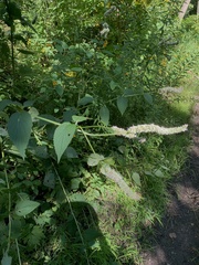 Agastache scrophulariifolia