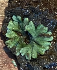 Riccia