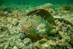 Anthothoe albocincta
