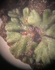 Riccia
