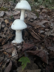 Amanita virosa