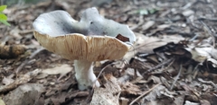 Russula crustosa