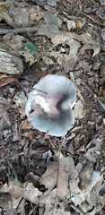 Russula crustosa