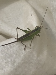 Conocephalus strictus
