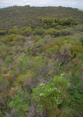 Clematis linearifolia