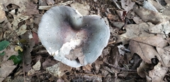 Russula crustosa