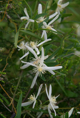 Clematis linearifolia