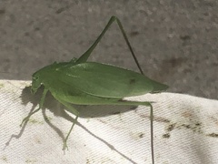 Amblycorypha oblongifolia