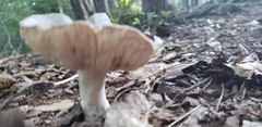 Russula crustosa