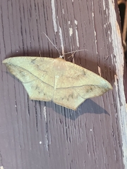 Prochoerodes lineola