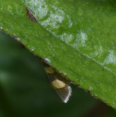 Syngamia florella