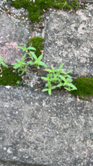 Oldenlandia corymbosa