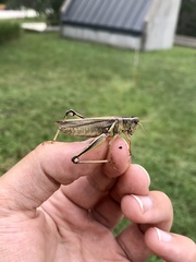 Melanoplus bivittatus