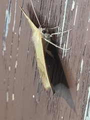 Prochoerodes lineola