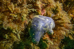 Asterocarpa coerulea