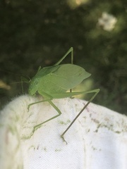 Amblycorypha oblongifolia