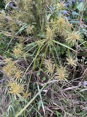 Cyperus odoratus