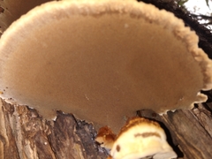 Mensularia radiata