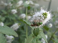Agapostemon