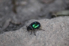 Leptinotarsa haldemani