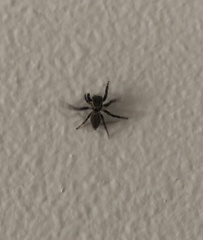 Maratus griseus