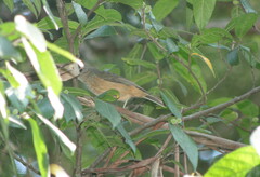 Colluricincla rufogaster