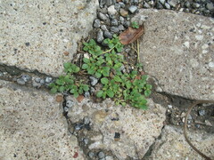 Alternanthera pungens