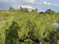 Salix nigra