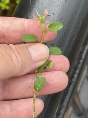 Alysicarpus vaginalis