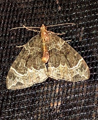 Ecliptopera silaceata