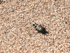 Cicindela repanda