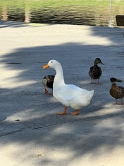 Anas platyrhynchos domesticus