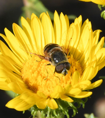 Eristalis stipator