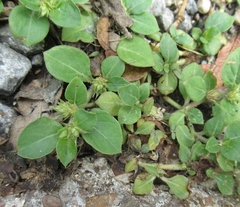 Alternanthera pungens