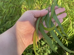 Salix nigra