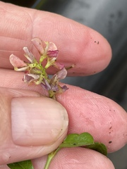 Alysicarpus vaginalis