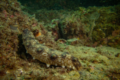 Australostichopus mollis