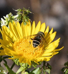 Eristalis stipator