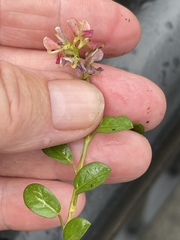 Alysicarpus vaginalis