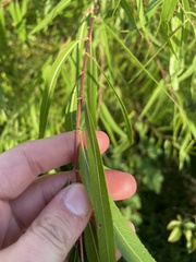 Salix nigra