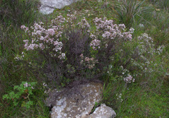 Leucopogon parviflorus