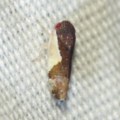 Norvellina pulchella