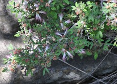Calliandra eriophylla