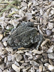 Anaxyrus hemiophrys