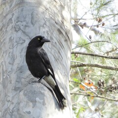 Strepera graculina