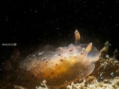 Dendrodoris