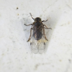 Cixiinae