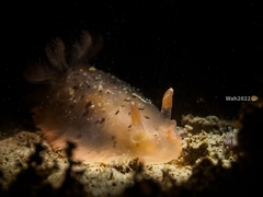 Dendrodoris